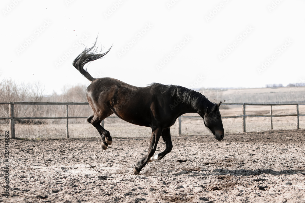 custom made wallpaper toronto digitalHerd of beautiful horses that ride in nature