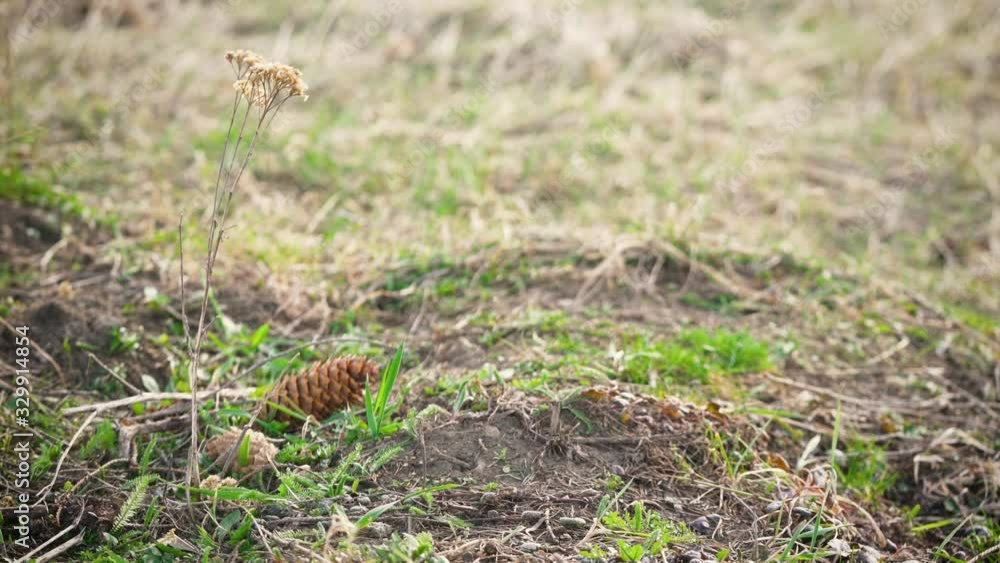 Dry yarrow plant - Achillea millefolium - moving in wind above ground with dried grass and brown coniferous cone Dry yarrow plant - Achillea millefolium - moving in wind above ground with dried grass and brown coniferous cone