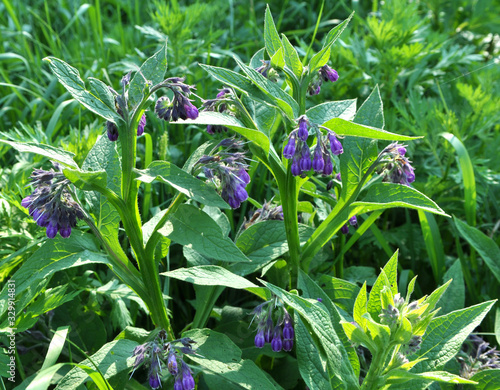 In the meadow, the comfrey (Symphytum officinale) is blooming
