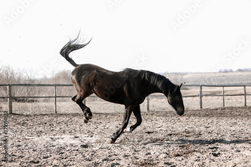 Wallpaper Mural Herd of beautiful horses that ride in nature Torontodigital.ca