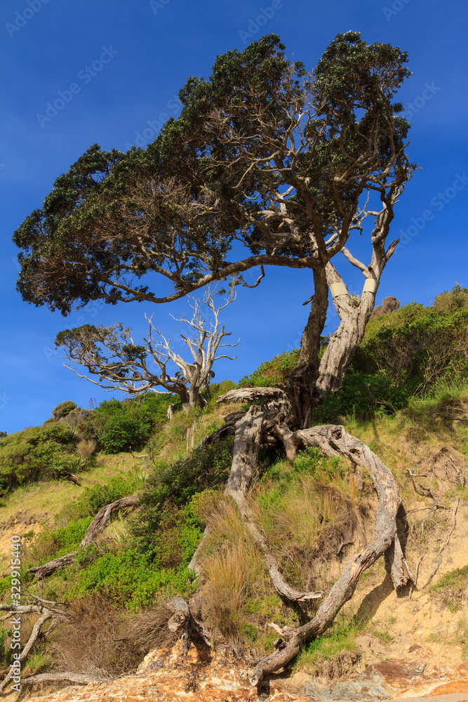A pohutukawa tree in the Bay of Islands, New Zealand, with possum damage. The metal bands are to prevent possums climbing the trunk A pohutukawa tree in the Bay of Islands, New Zealand, with possum damage. The metal bands are to prevent possums climbing the trunk