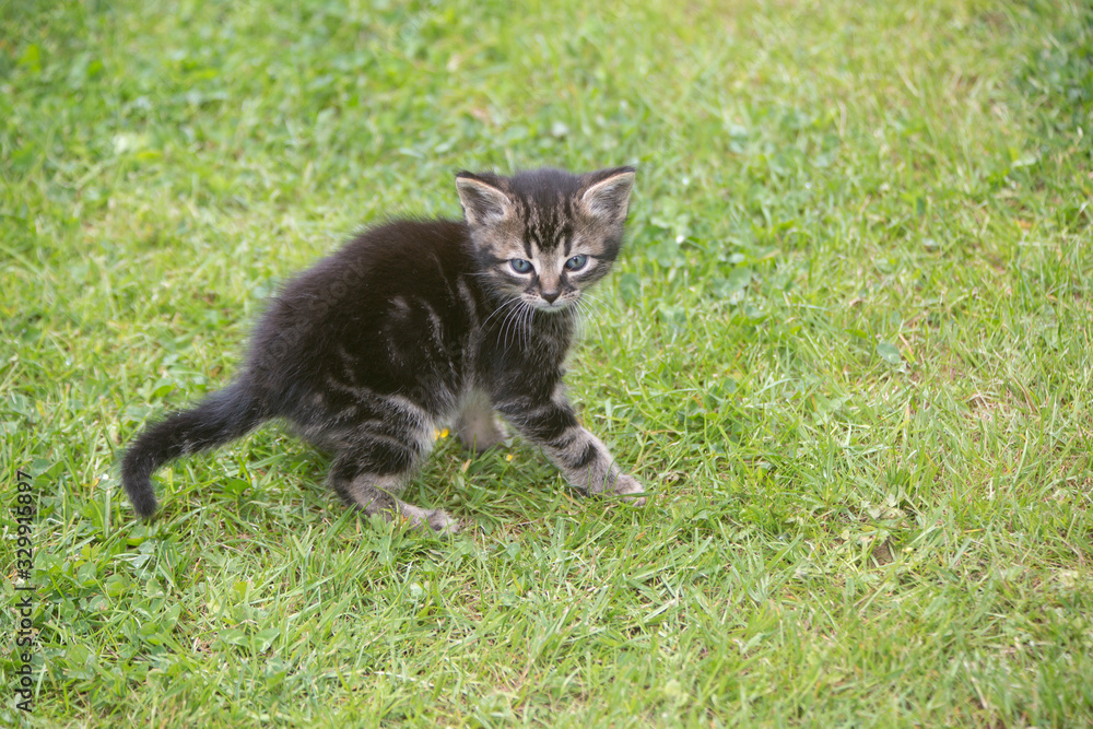 Young kitten on a meadow