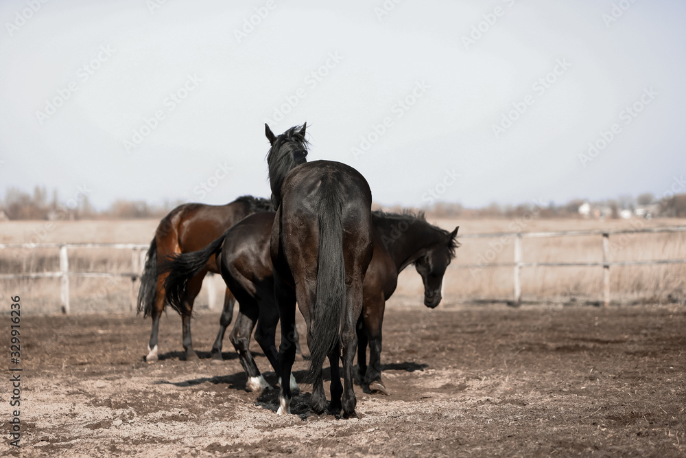 Herd of beautiful horses that ride in nature Herd of beautiful horses that ride in nature