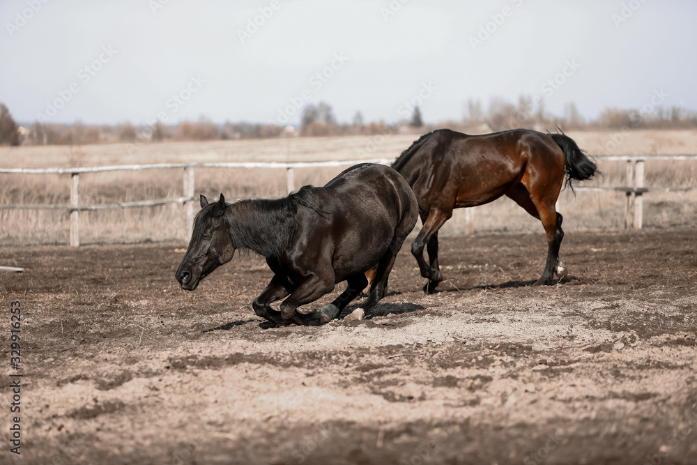 Herd of beautiful horses that ride in nature Herd of beautiful horses that ride in nature
