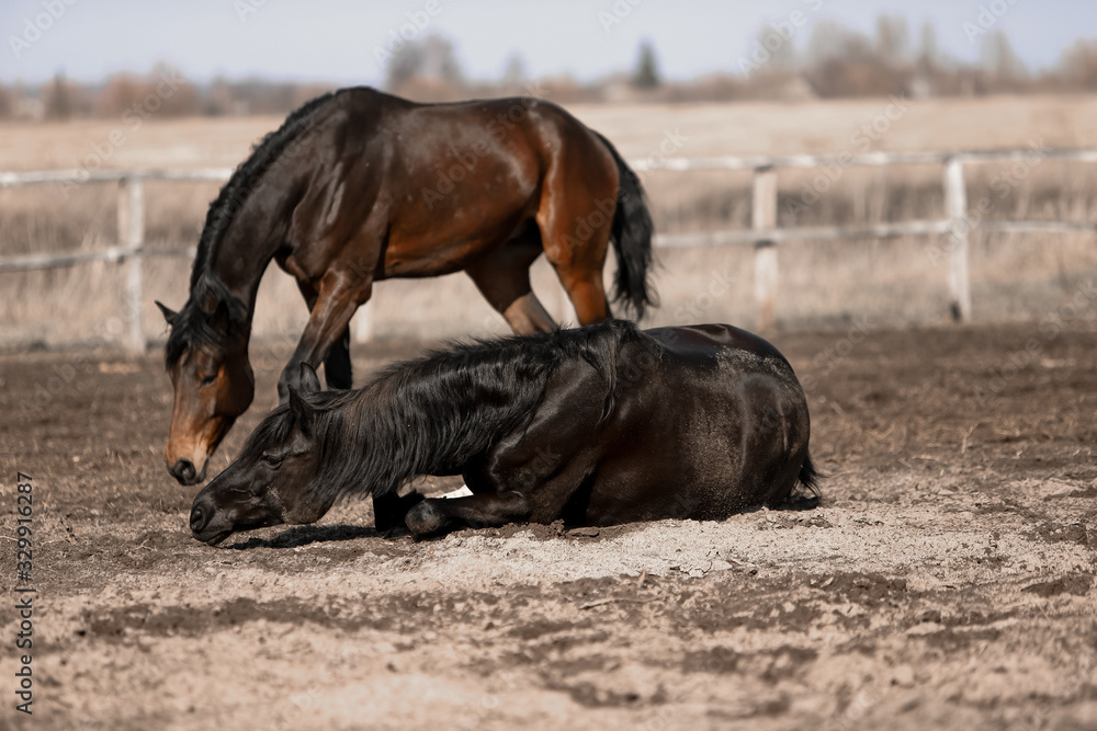 Herd of beautiful horses that ride in nature Herd of beautiful horses that ride in nature