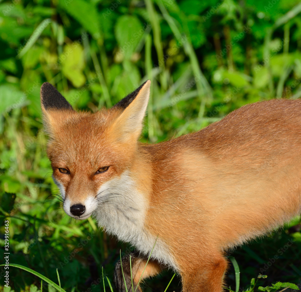 Young red fox searching for prey