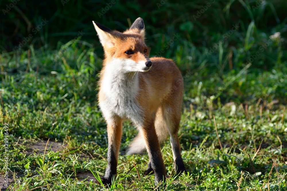 Young red fox searching for prey Young red fox searching for prey