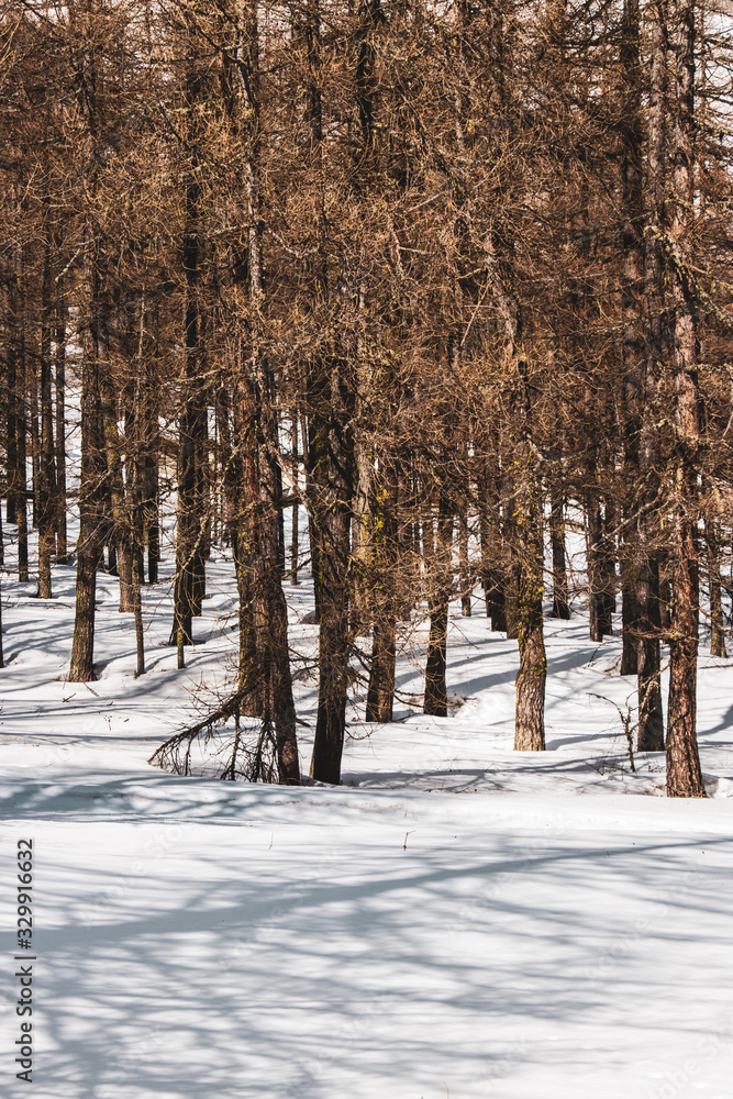 Fototapeta premium winter forest with sun and snow