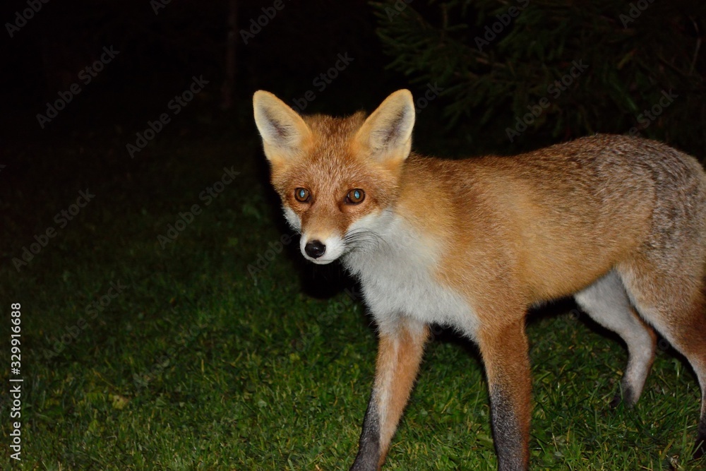 Fototapeta premium wild beautiful sly fox