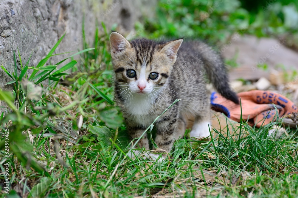 small cat on grass
