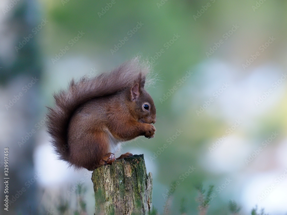Red squirrel, Sciurus vulgaris