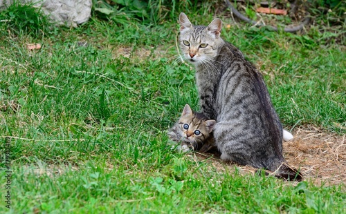 cat with a kitten on the grass © John