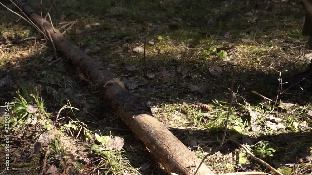 A man sawing a log with a chainsaw A man sawing a log with a chainsaw