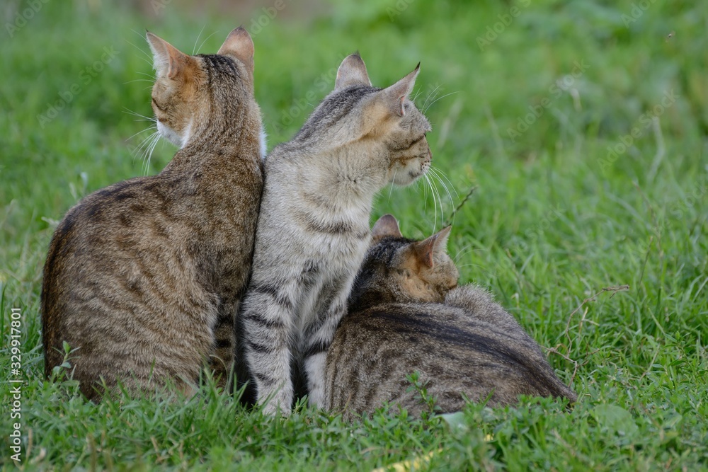 Naklejka premium Three cats are resting on the grass