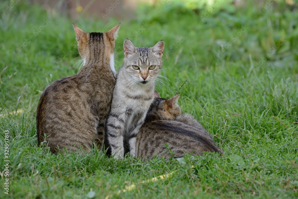 Three cats are resting on the grass Three cats are resting on the grass