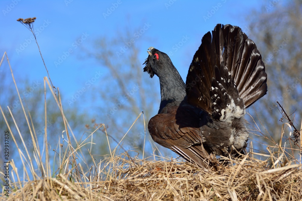 Capercaillie during mating season Capercaillie during mating season