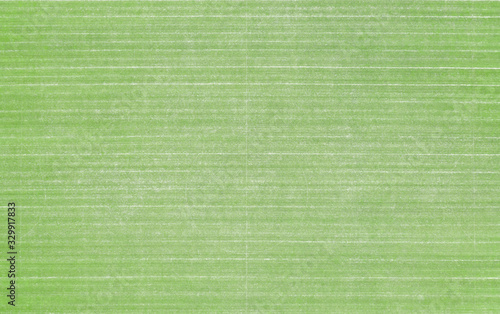 Texture of green fresh lawn grass. Top view.