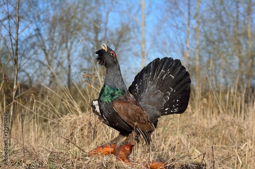 Capercaillie during mating season