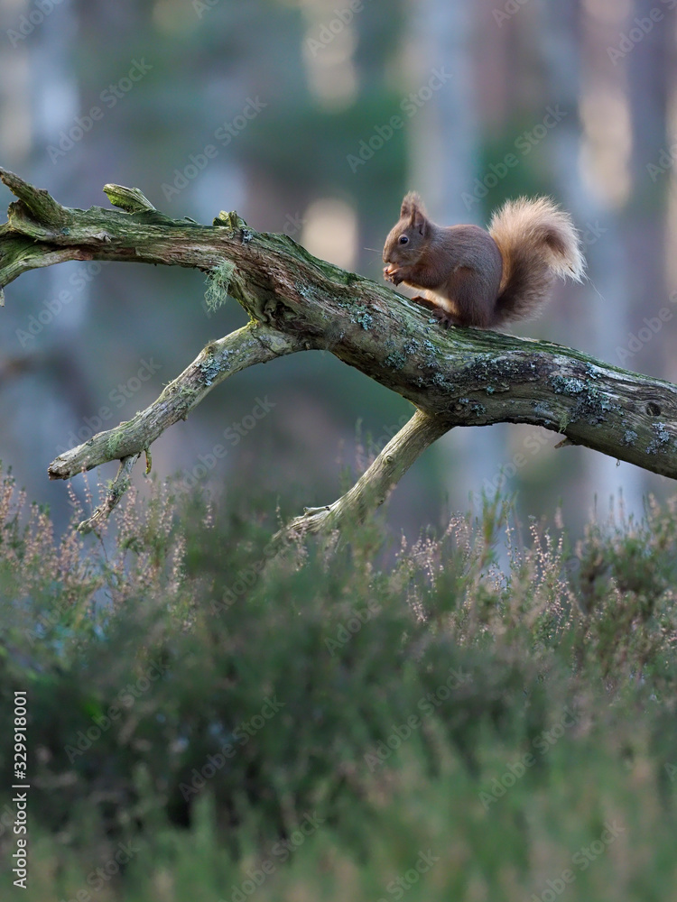 Red squirrel, Sciurus vulgaris Red squirrel, Sciurus vulgaris