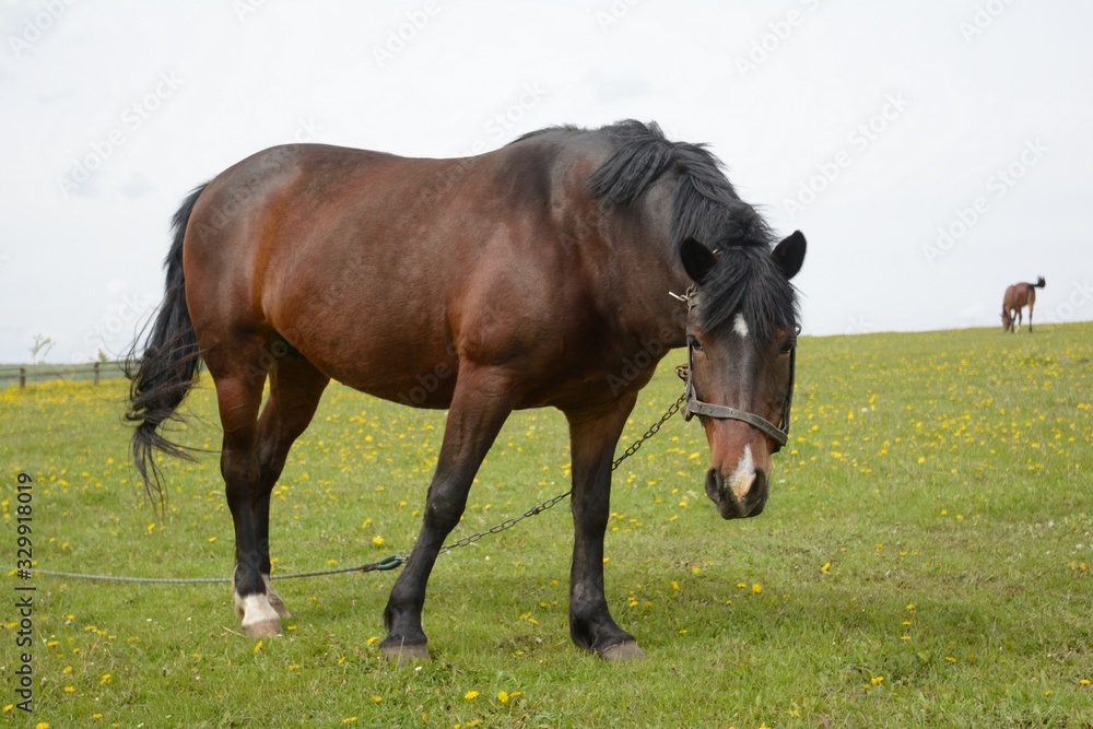 horse in a large meadow