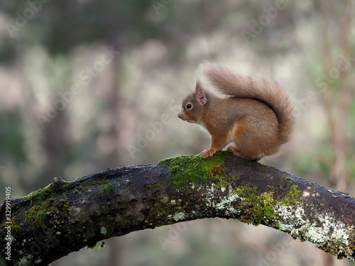 Red squirrel, Sciurus vulgaris © Erni