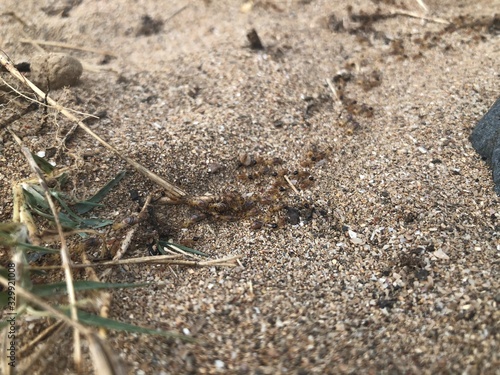 ants on ground