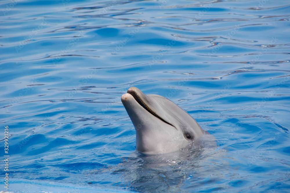 Fototapeta premium Friendly dolphin smiling at the world,