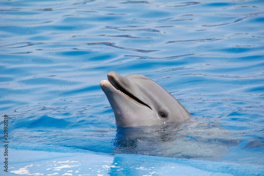 Fototapeta premium Friendly dolphin smiling at the world,