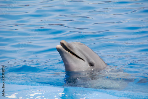 Friendly dolphin smiling at the world 