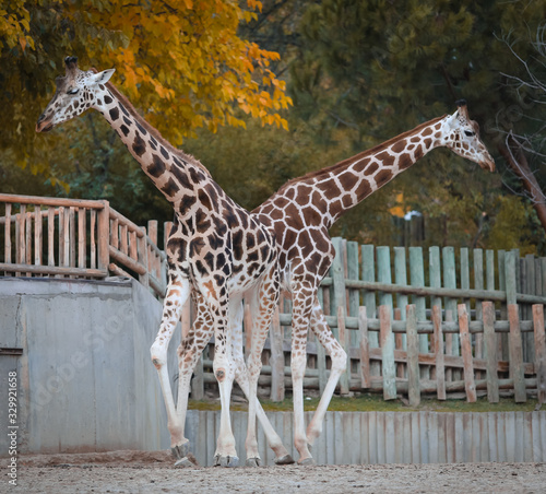 Canvas Print Giraffe