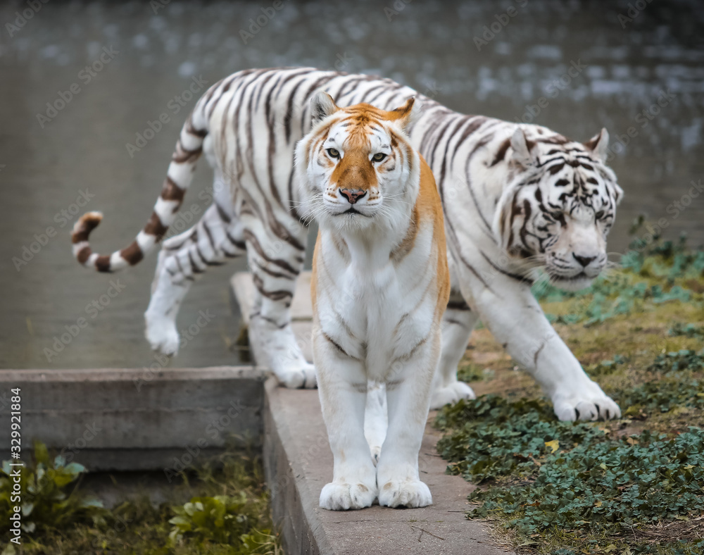 Obraz premium White tiger