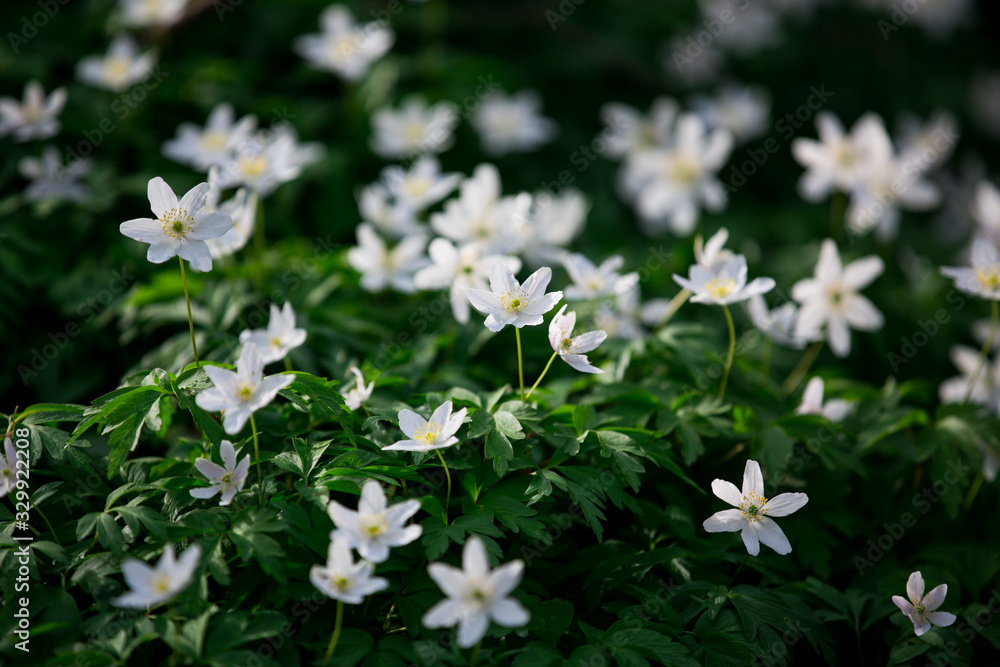 wood anemone in park wood anemone in park