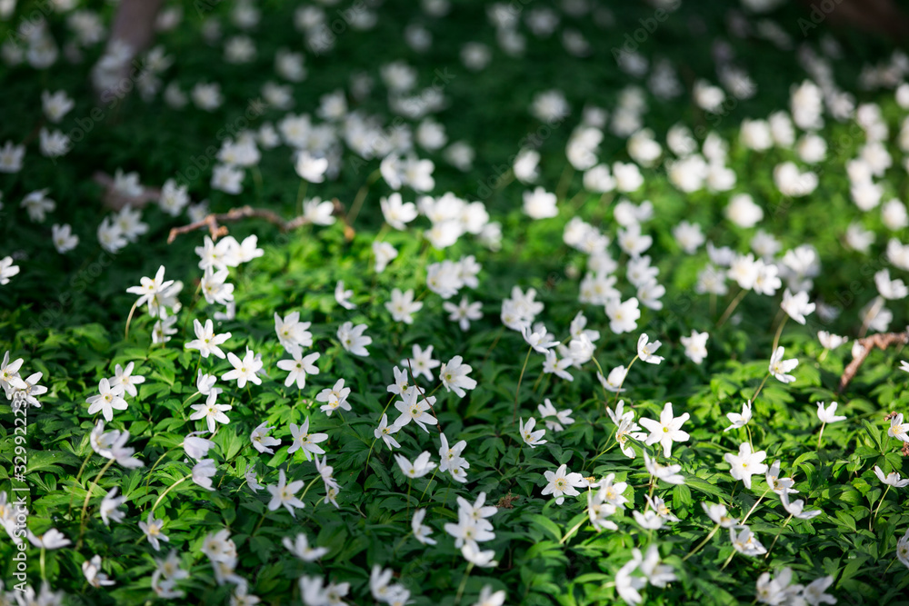 wood anemone in park