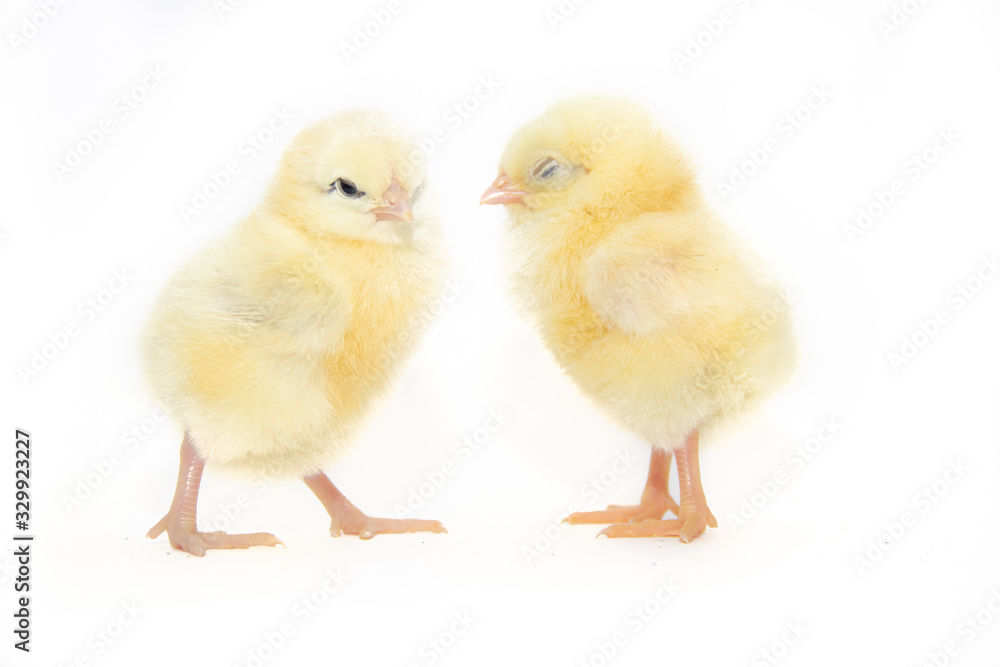 Chickens on a white background. Poultry. Isolated background. Article about avian flu. The concept of Studio photography for articles and advertising on domestic birds and caring for them.