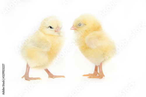 Wallpaper Mural Chickens on a white background. Poultry. Isolated background. Article about avian flu. The concept of Studio photography for articles and advertising on domestic birds and caring for them. Torontodigital.ca