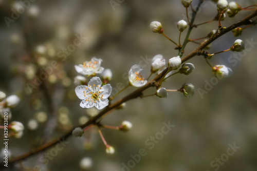 Blossoming branch of the cherry plum tree (Prunus cerasifera) with early white flowers in spring and Easter time, copy space