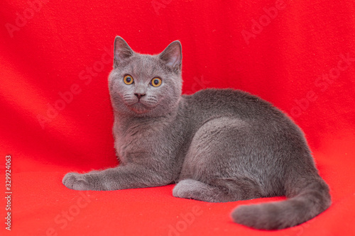 Grey smoky fluffy cat breed British looks at the camera on a red background.. The concept of Studio photography for articles and advertisements about Pets and caring for them . © alenka2194