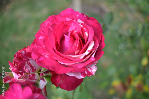 The pink rose in the garden.