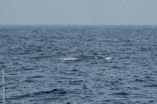 Blue whale's back and spout on sea surface