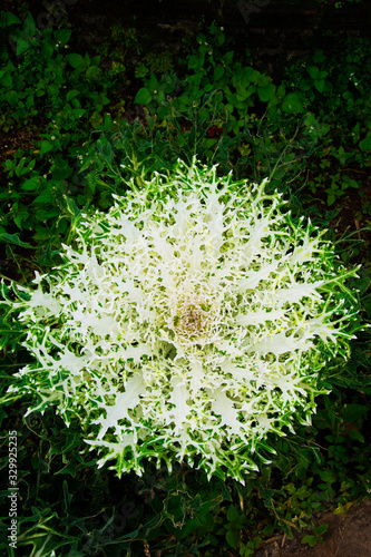 Cabbage  decorated  in the garden.