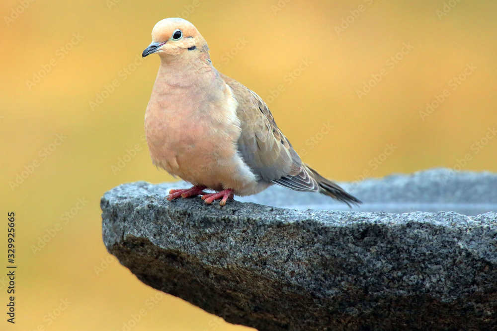 Mourning Dove (Zenaida Macroura) 0412 Mourning Dove (Zenaida Macroura) 0412