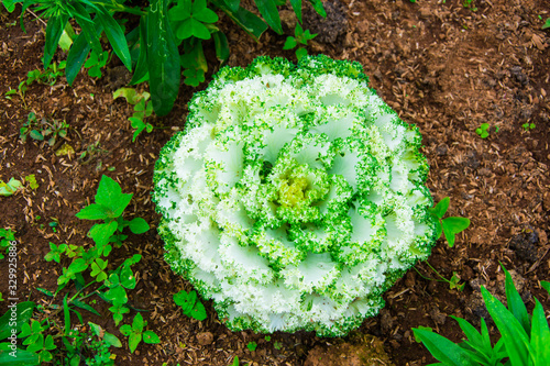 Cabbage  decorated  in the garden.