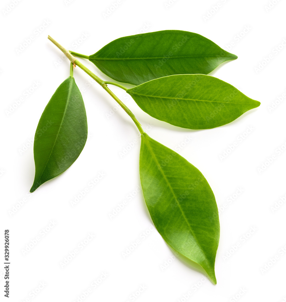 Obraz premium fresh green leaves