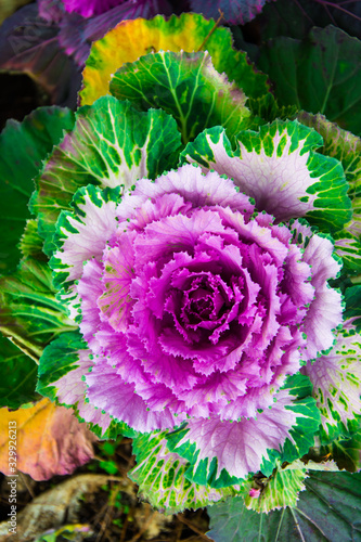 Ornamental Cabbage is grown in the garden .