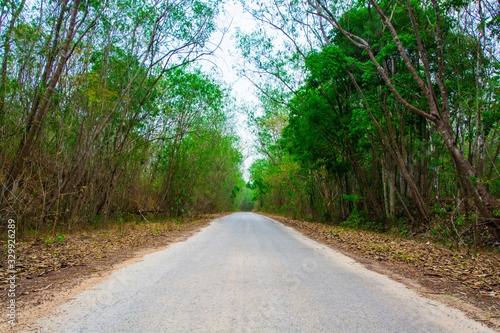 Road is in the forest.