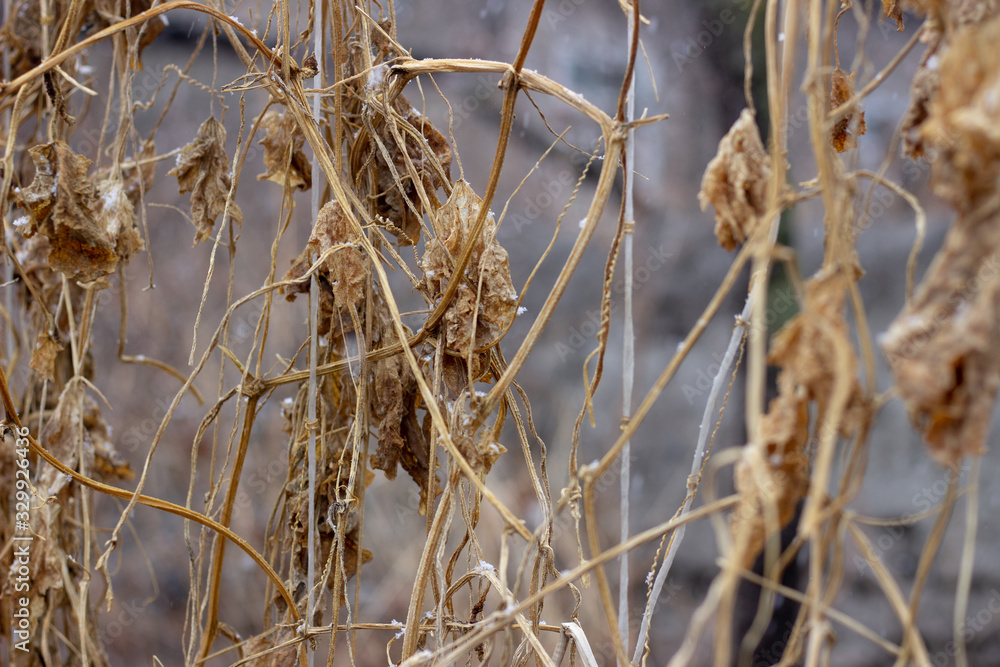 Fototapeta premium First falling snow on village background in autumn, Moscow region, Russia. Yellow plants on the background of falling snow