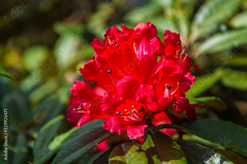 The thousand-year rose  or Rhododendron arboreum  comes  from  ancient  greek
