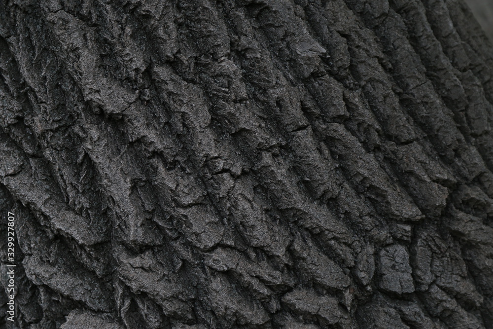 thick tree bark thick tree bark