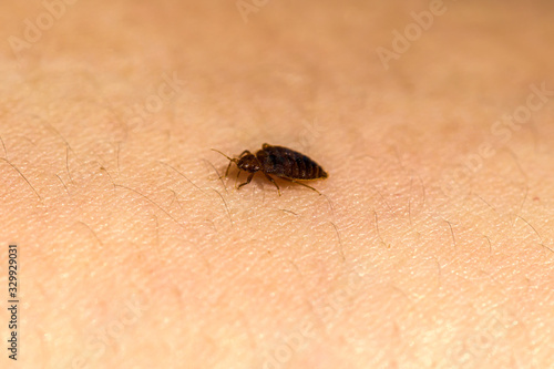 Bed Bug