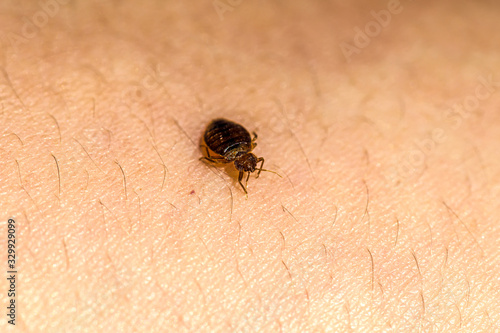 Bed Bug 